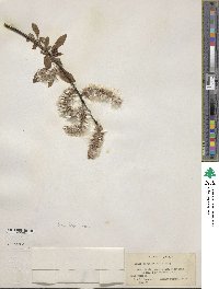 Salix discolor image