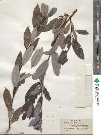 Salix discolor image