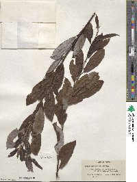 Salix discolor image