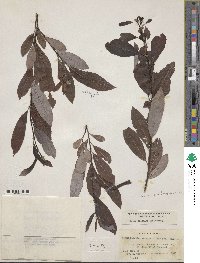 Salix discolor image