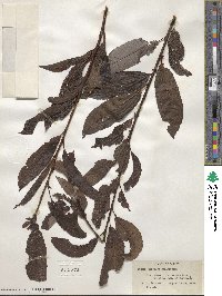 Salix discolor image