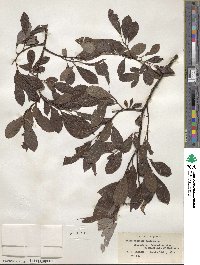 Salix discolor image