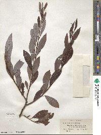 Salix discolor image