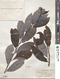 Salix discolor image