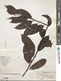 Salix discolor image