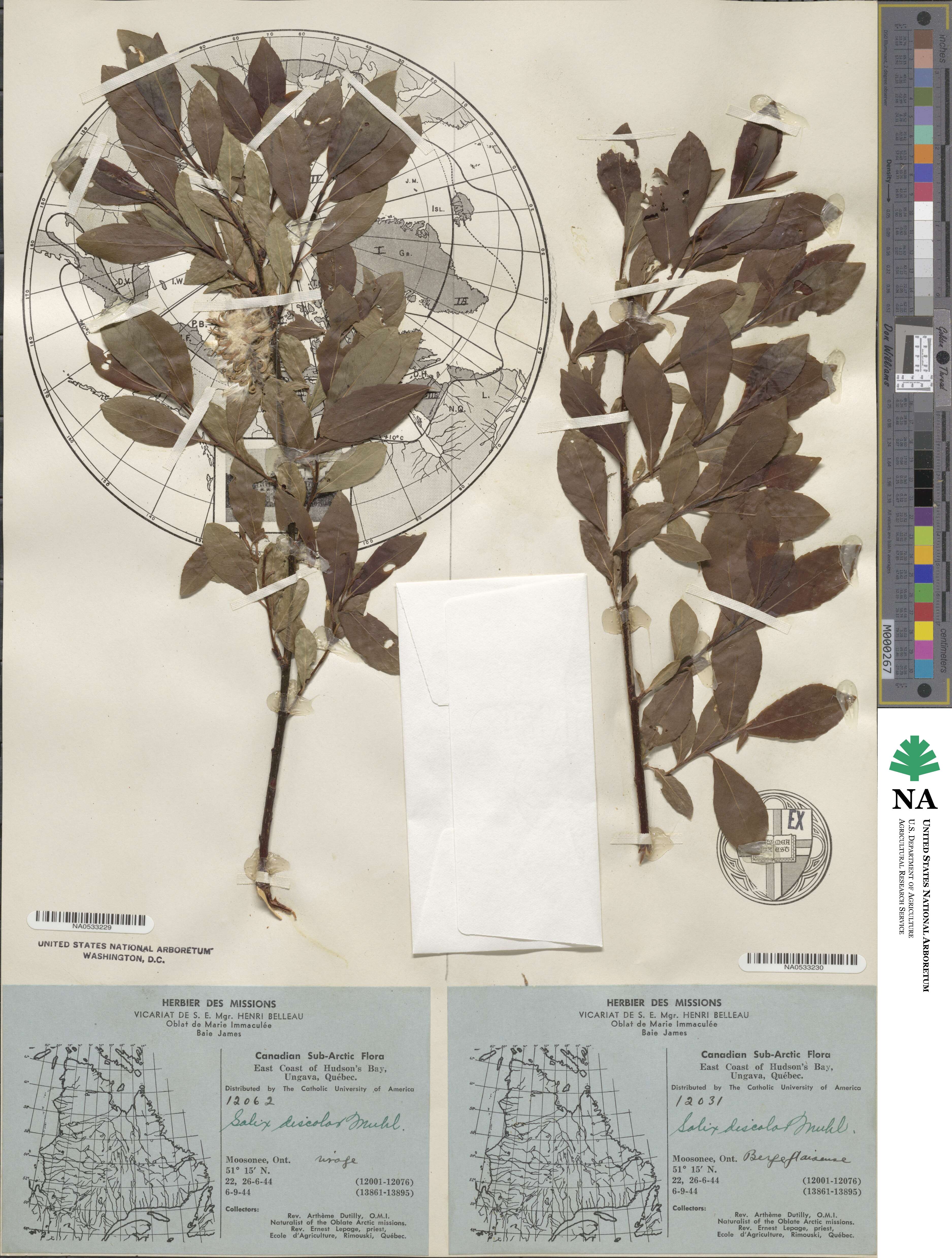 Salix discolor image