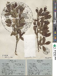 Salix discolor image