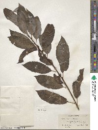 Salix discolor image