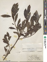 Salix discolor image