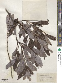 Salix discolor image