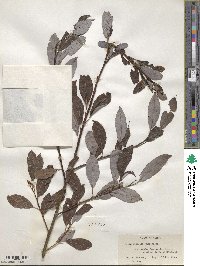 Salix discolor image