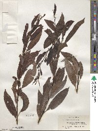 Salix discolor image