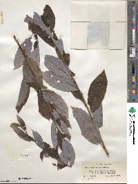 Salix discolor image