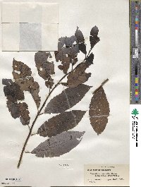 Salix discolor image