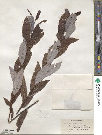 Salix discolor image