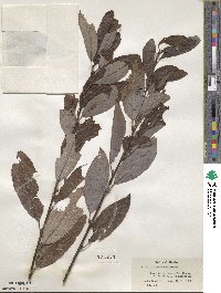 Salix discolor image