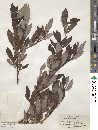 Salix discolor image