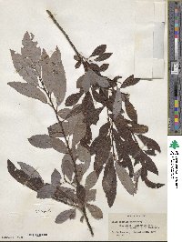 Salix discolor image