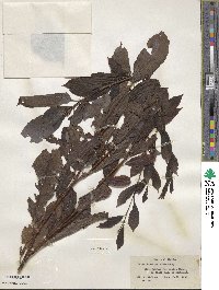 Salix discolor image