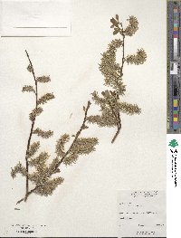 Salix discolor image