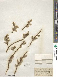 Salix discolor image