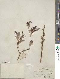 Salix discolor image