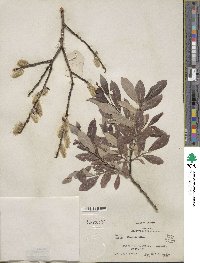 Salix discolor image