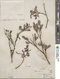 Salix discolor image