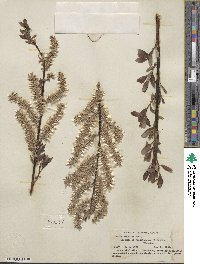 Salix discolor image