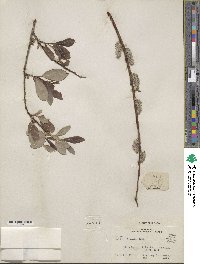 Salix discolor image