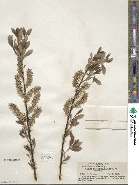 Salix discolor image