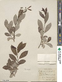 Salix discolor image