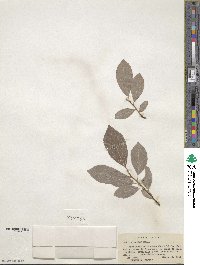 Salix discolor image