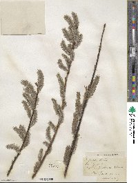 Salix discolor image