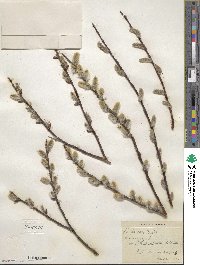 Salix discolor image