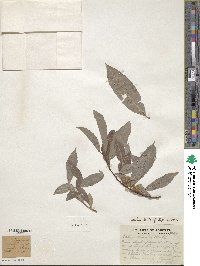 Salix discolor image