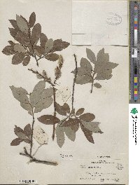 Salix discolor image