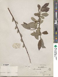 Salix discolor image