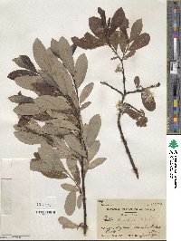 Salix discolor image