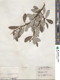 Salix discolor image