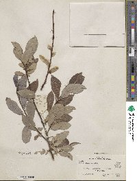 Salix discolor image