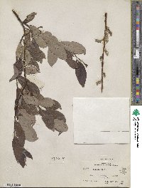 Salix discolor image