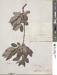 Salix discolor image