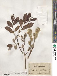 Salix discolor image