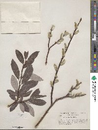 Salix discolor image