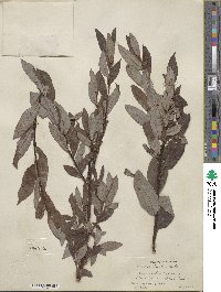 Salix discolor image