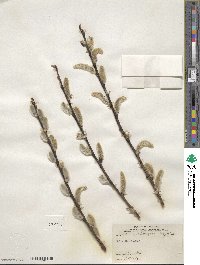 Salix discolor image