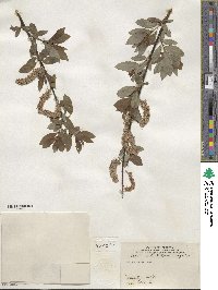 Salix discolor image