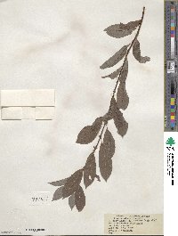 Salix discolor image