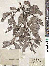 Salix discolor image